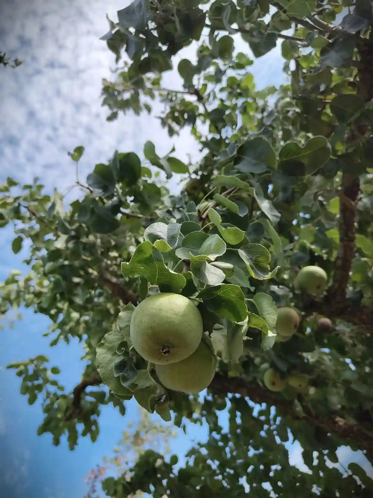 Perenboom 'Gieser wildeman' | Hoogstam