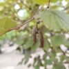 Bruine Hazelaar | Meerstammig