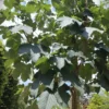 Gewone esdoorn | Laanboom