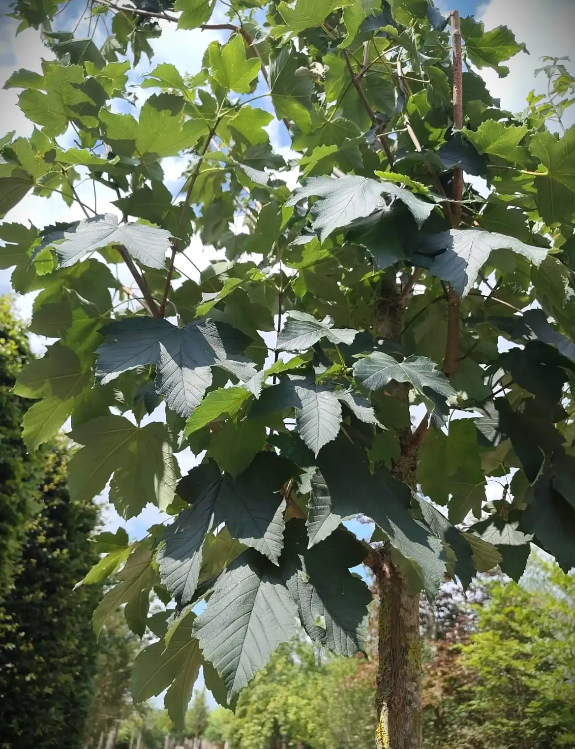 Gewone esdoorn | Laanboom