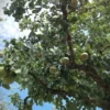 Perenboom 'Gieser wildeman' | Hoogstam