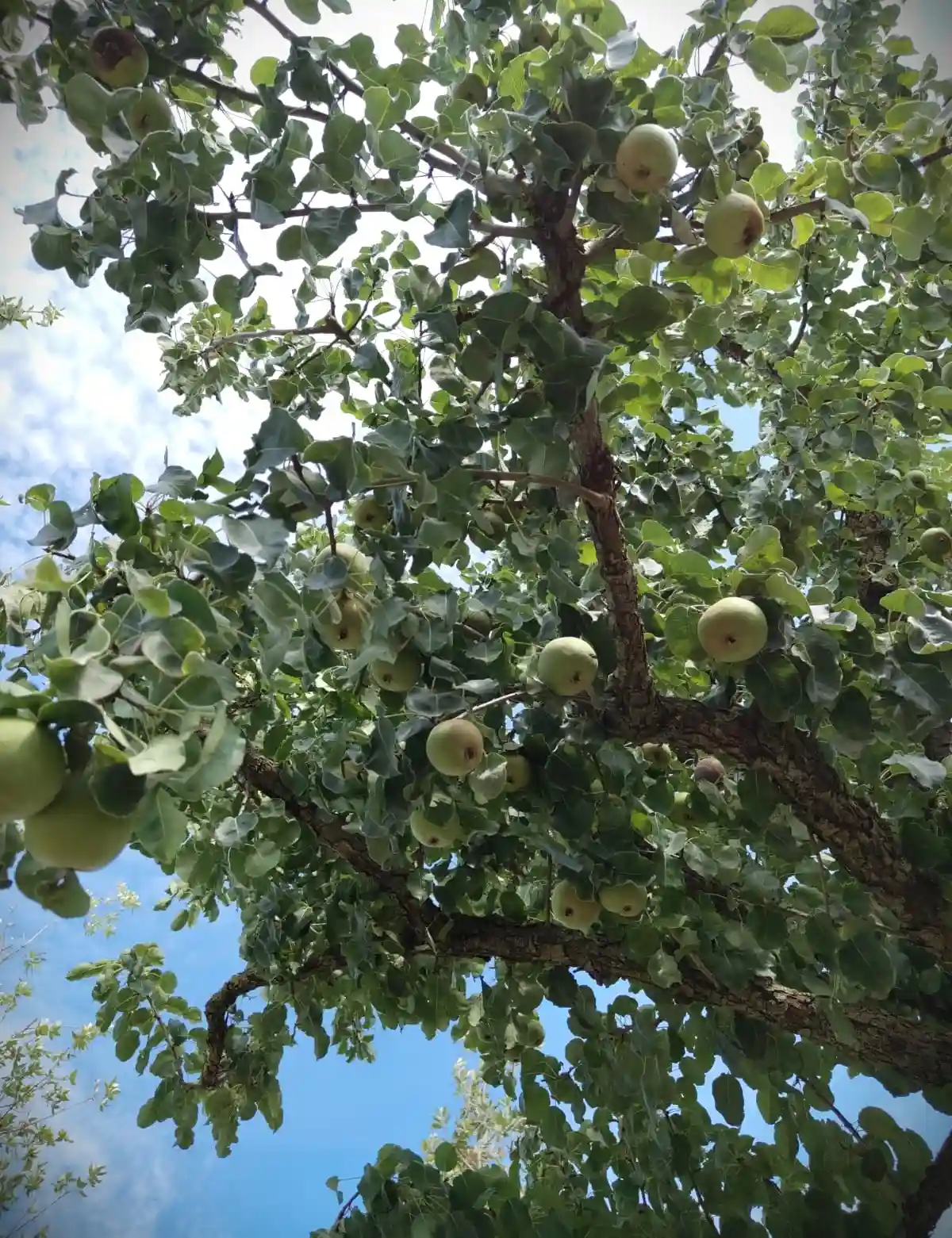 Perenboom 'Gieser wildeman' | Hoogstam