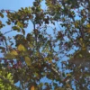 Sierappel 'Royalty' | Hoogstam