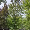 Perzische ijzerhoutboom | Laagstam