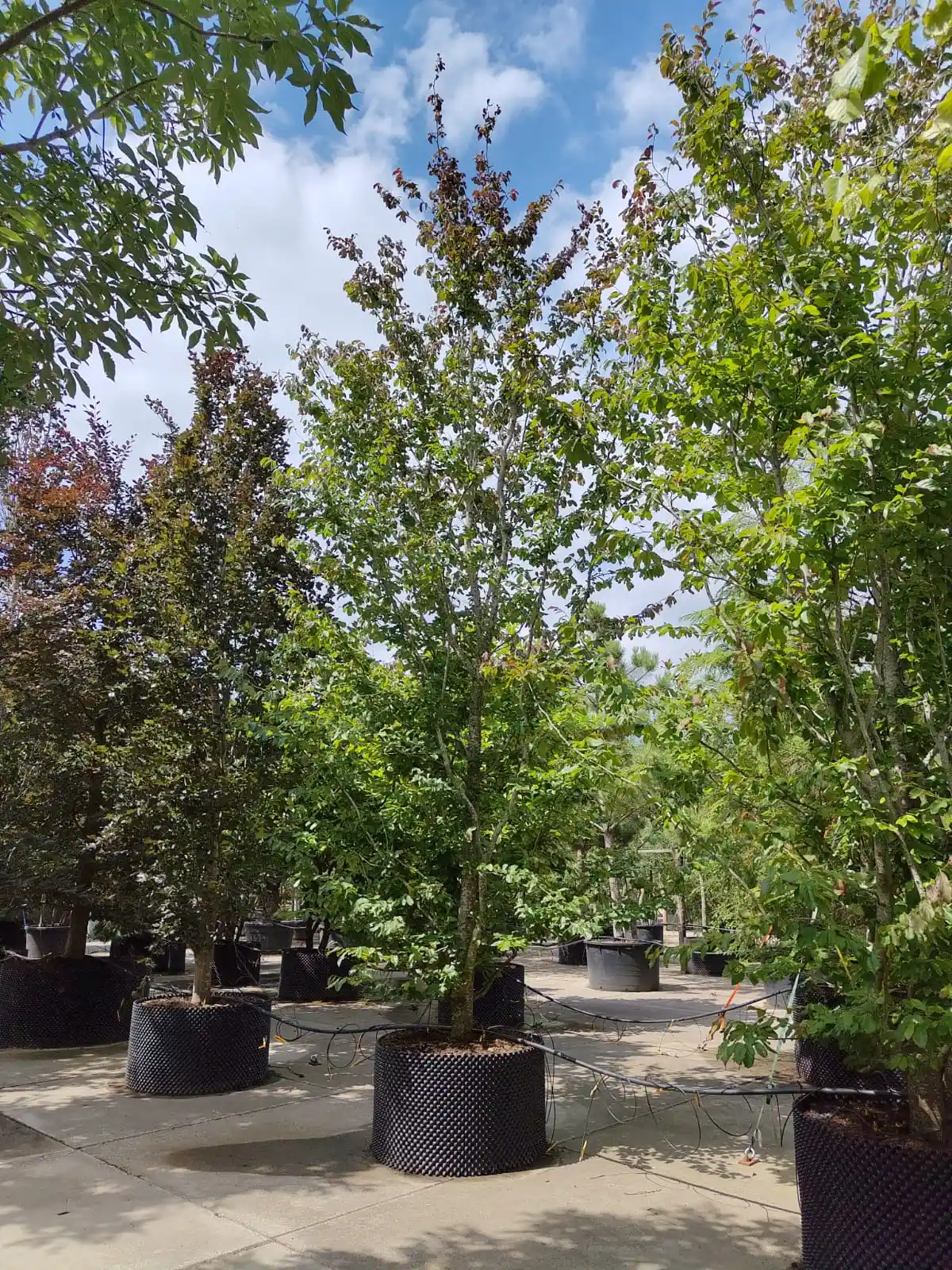 Perzische ijzerhoutboom | Laagstam