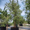 Appelboom 'Elstar' | Laagstam