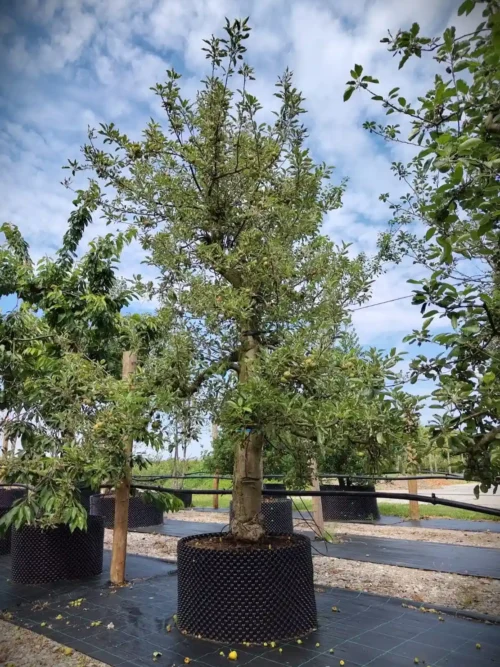 Appelboom 'Elstar' | Laagstam