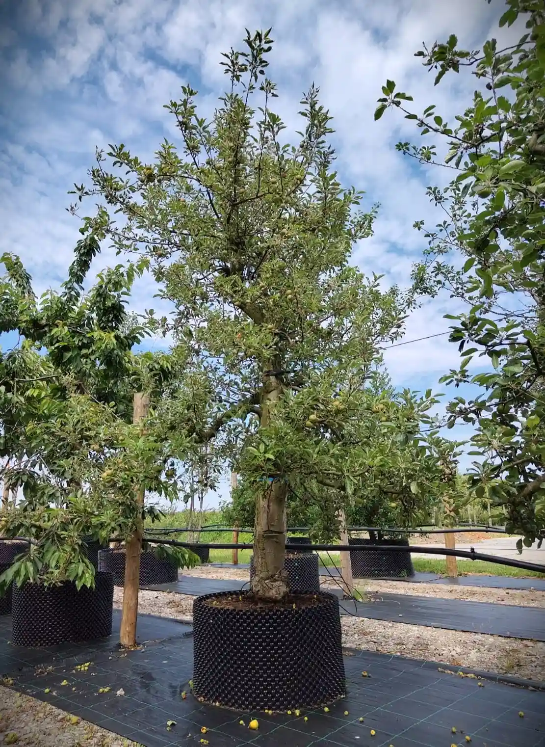 Appelboom 'Elstar' | Laagstam