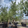 Appelboom 'Goudreinet' | Laagstam