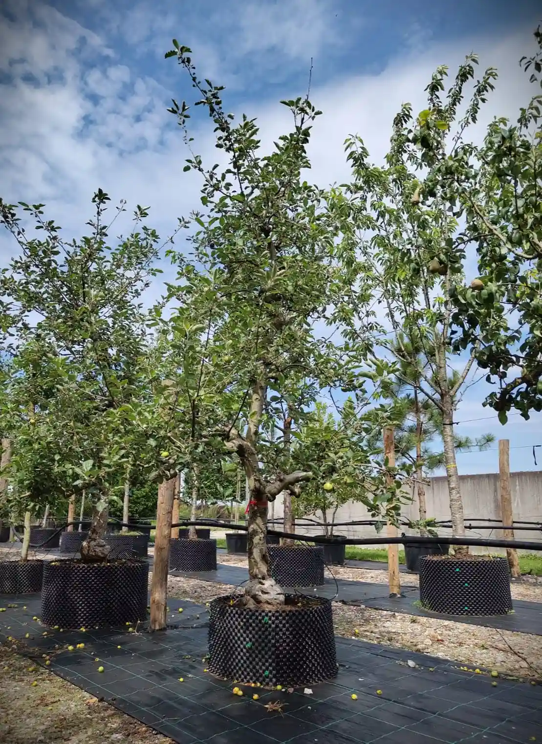 Appelboom 'Goudreinet' | Laagstam