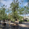 Appelboom 'Goudreinet' | Laagstam