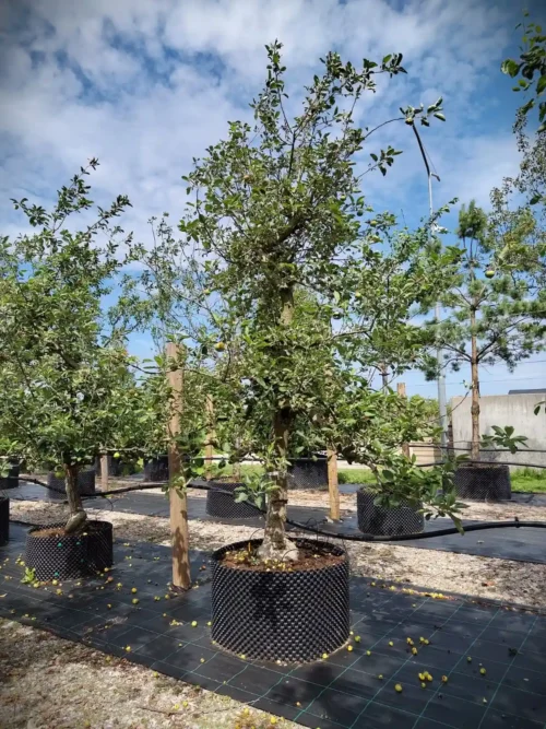 Appelboom 'Goudreinet' | Laagstam