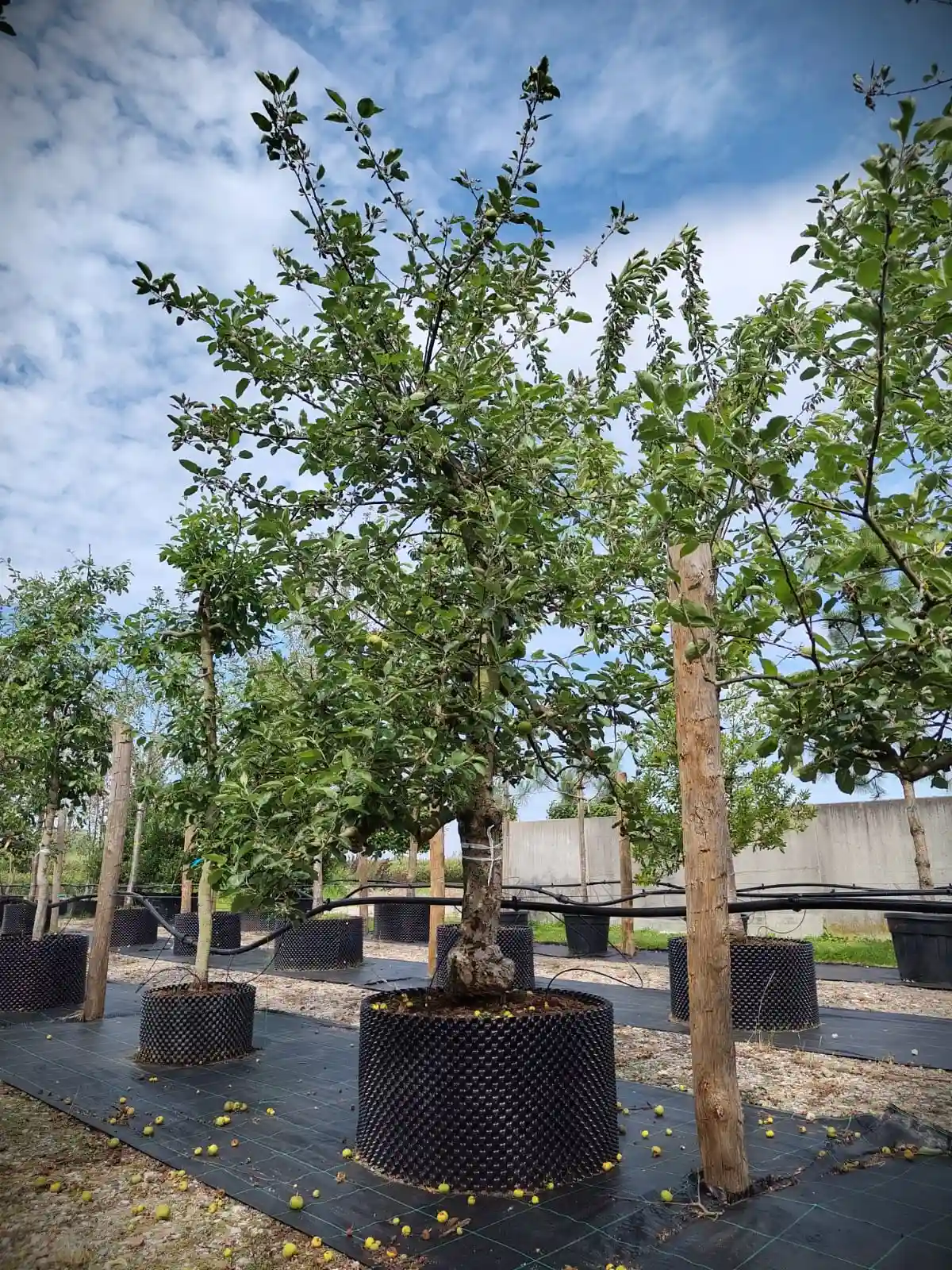 Appelboom 'Goudreinet' | Laagstam