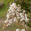Witte Indische sering | Meerstammig