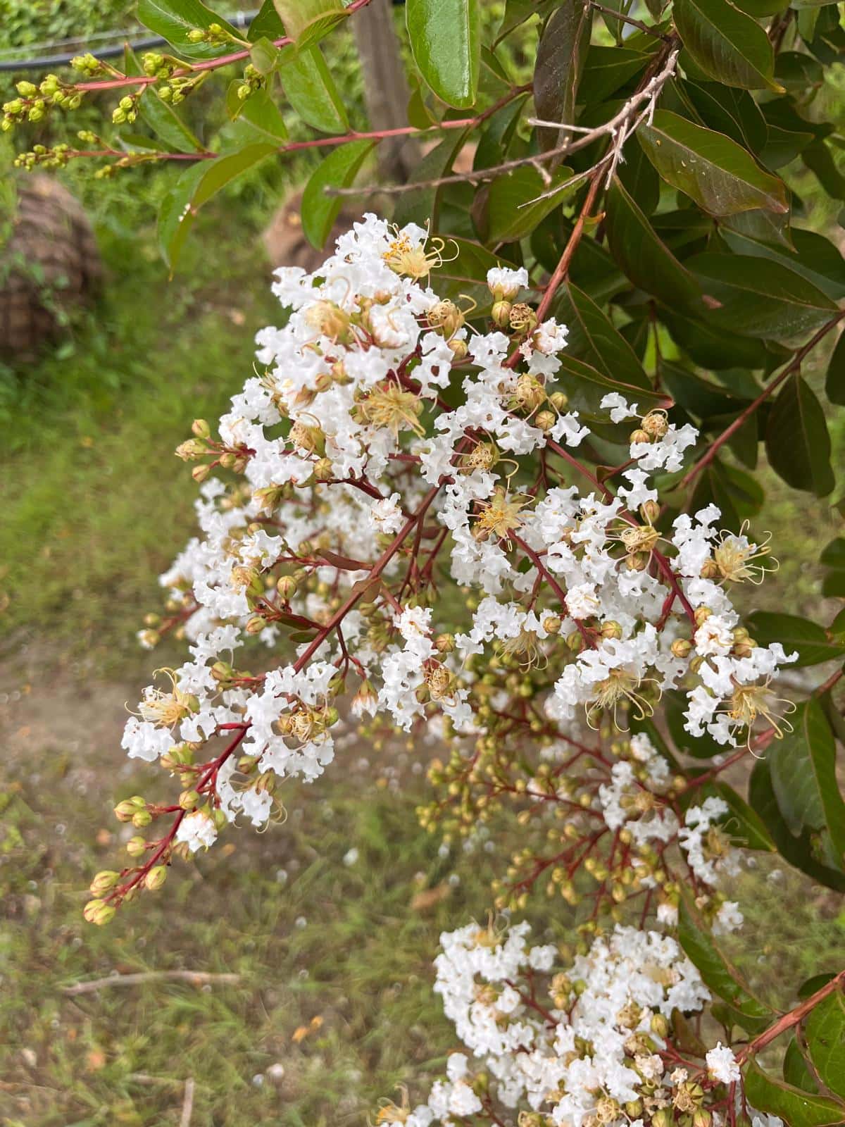 Witte Indische sering | Meerstammig