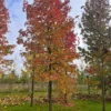Amberboom | Hoogstam