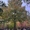 Amberboom | Hoogstam