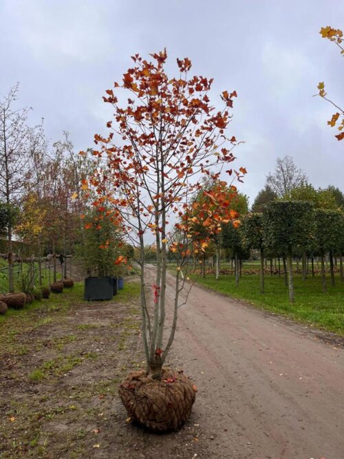 Amerikaanse tulpenboom | Meerstammig