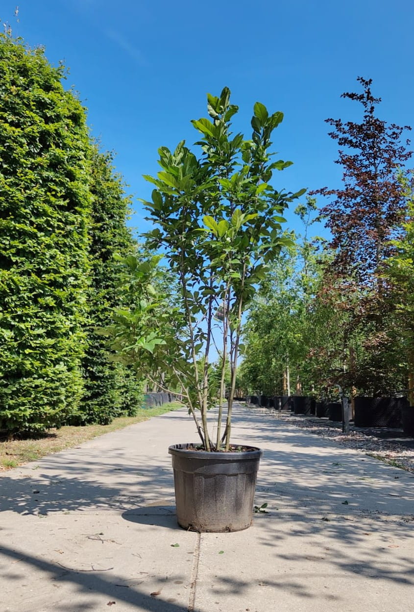 Magnolia 'Susan' | Meerstammig
