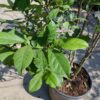 Magnolia 'Susan' | Meerstammig