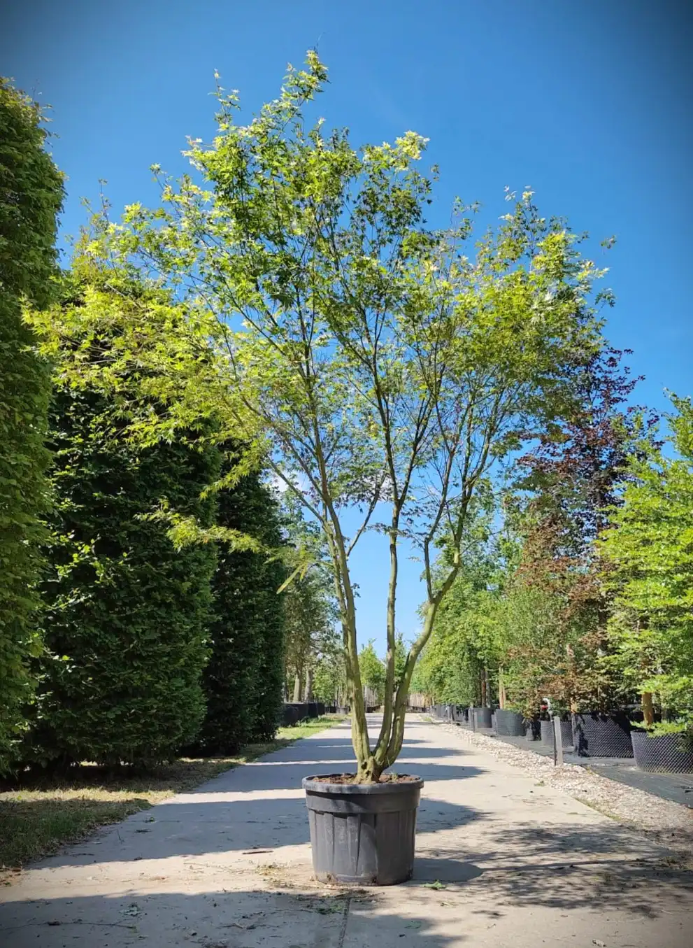 Japanse esdoorn | Meerstammig