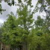 Rode esdoorn | Meerstammig