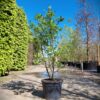 Stermagnolia 'Royal Star' | Meerstammig