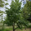 Vaantjesboom | Meerstammig