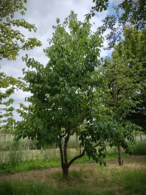 Vaantjesboom | Meerstammig