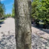 Moeraseik | Hoogstam
