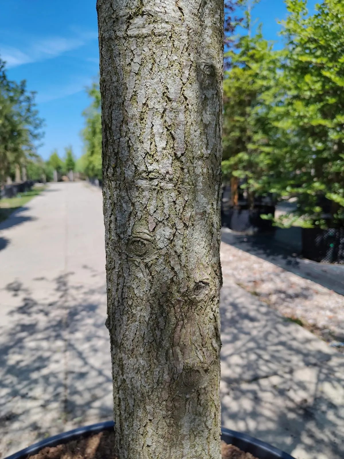 Moeraseik | Hoogstam