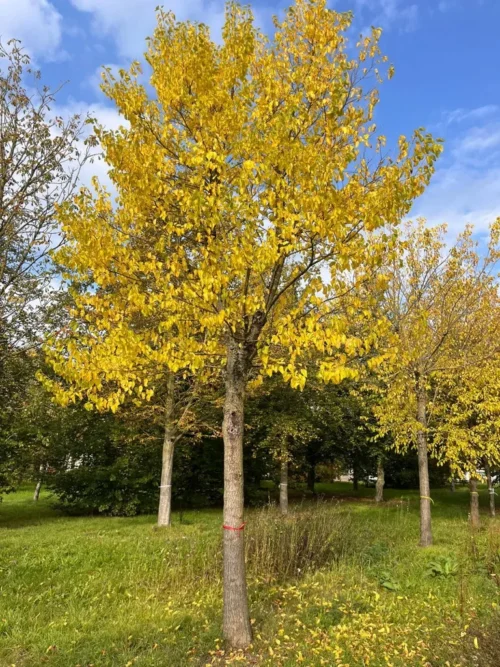 Witte moerbei | Hoogstam