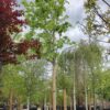 Noorse Esdoorn 'Eurostar' | Hoogstam