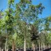 Noorse esdoorn 'Deborah' | Hoogstam