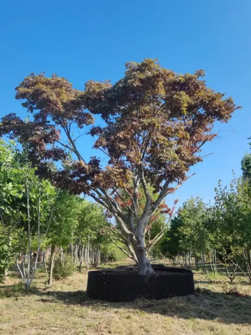 Japanse esdoorn 'Atropurpureum' | Meerstammig