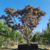 Japanse esdoorn 'Atropurpureum' | Meerstammig