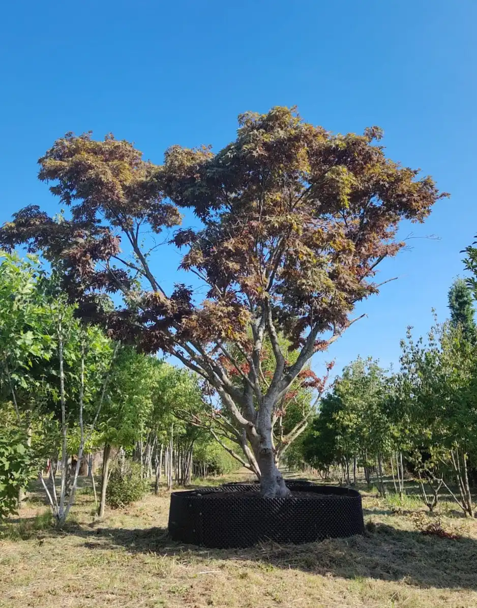 Japanse esdoorn 'Atropurpureum' | Meerstammig
