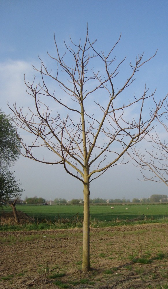 Anna Paulownaboom | Hoogstam