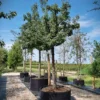 Perenboom 'Gieser wildeman' | Hoogstam