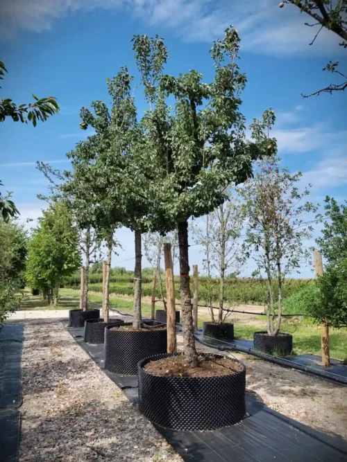Perenboom 'Gieser wildeman' | Hoogstam