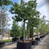 Perenboom 'Gieser wildeman' | Hoogstam