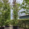 Perzische ijzerhoutboom | Laagstam