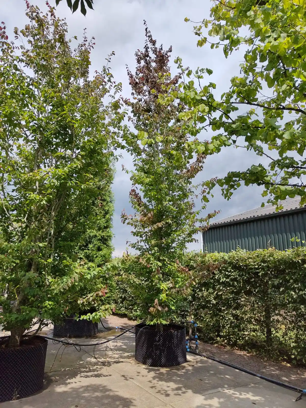 Perzische ijzerhoutboom | Laagstam