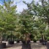 Perzische ijzerhoutboom | Halfstam