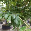 Perzische ijzerhoutboom | Halfstam