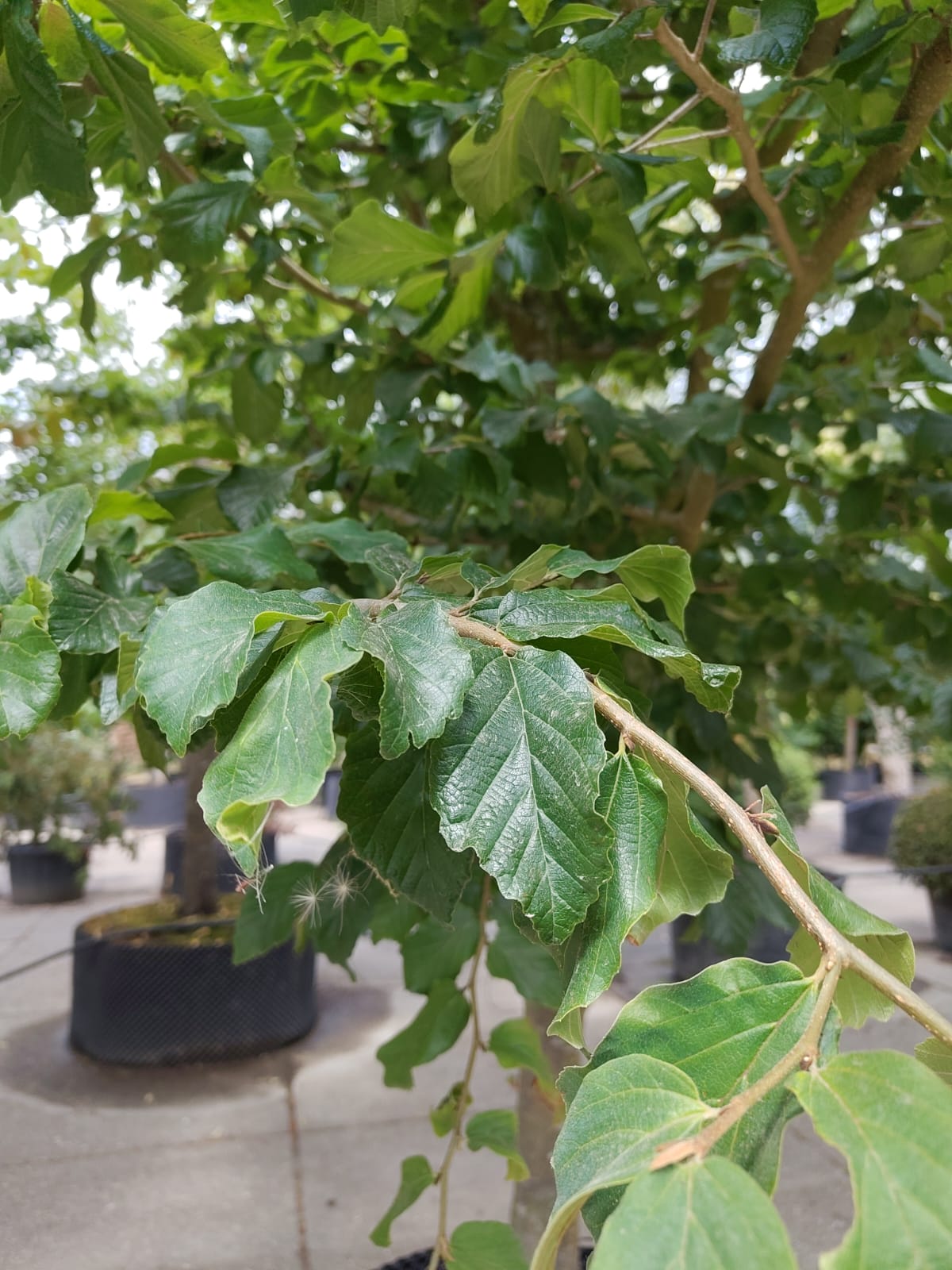 Perzische ijzerhoutboom | Halfstam