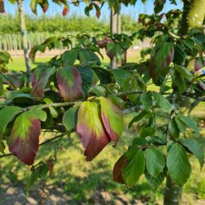 Perzische ijzerhoutboom | Halfstam