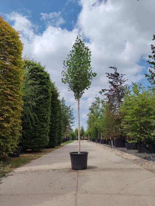 Populus nigra italica 16-18 Italiaanse populier | Hoogstam