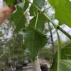 Italiaanse populier | Hoogstam