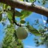 Pruimenboom 'Victoria' | Hoogstam